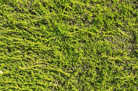 Flat hedge background Stock Photos