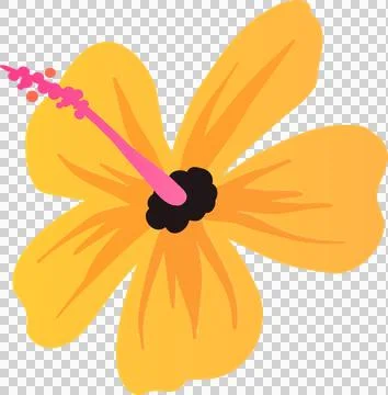 Flat hibiscus is floating on transparent backdrop with yellow-orange petals, Stock Illustration