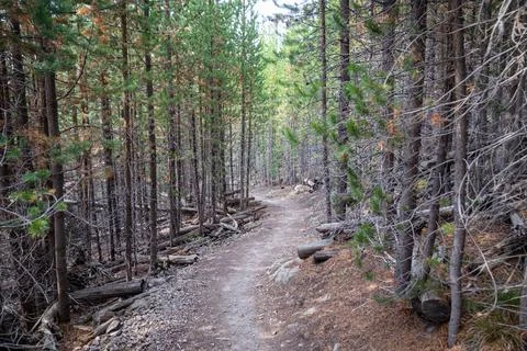 Flat hiking trail path through a forest of lodgepole pine trees to Mystic Fal Stock Photos