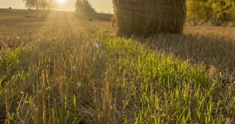 Flat hill meadow timelapse at the summer sunset time. Wild nature and rural Stock Footage 132812620