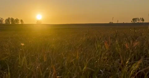 Flat hill meadow timelapse at the summer sunset time. Wild nature and rural Stock Footage 155084585
