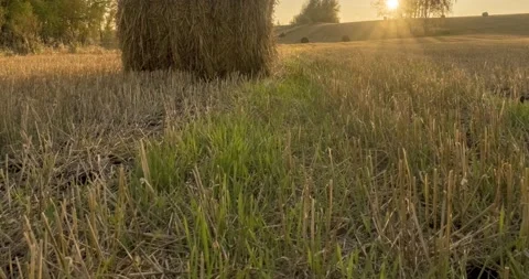 Flat hill meadow timelapse at the summer sunset time. Wild nature and rural Stock Footage 166057369