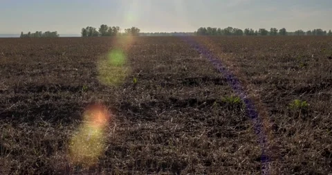 Flat hill meadow timelapse at the summer sunset time. Wild nature and rural Stock Footage 222516349