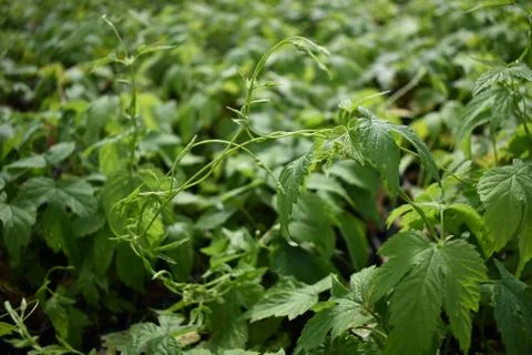 A flat of hops seedlings Stock Photos