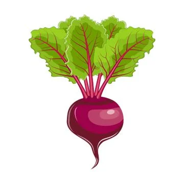 Flat icon beet with leaves. Illustrazione stock