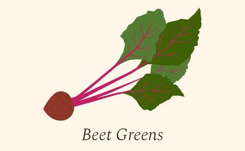 Flat icon beet with leaves on white background. Vector illustration EPS10. Stock Illustration