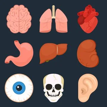Flat icon set of the human organs Stock Illustration