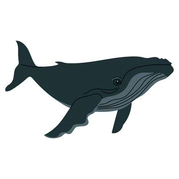 Flat illustration of a dark blue humpback whale with minimal detailing. Side Stock Illustration