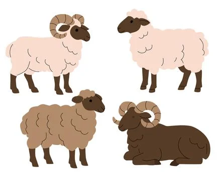 Flat illustration of four sheep in various poses and wool colors, including two Stock Illustration
