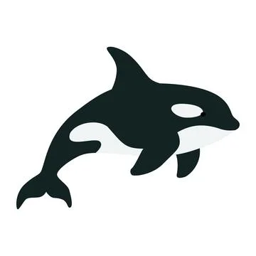 Flat illustration of a killer whale, orca, with black and white markings Stock Illustration