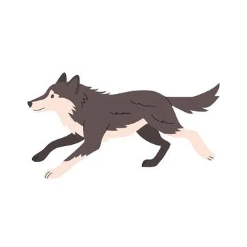 Flat illustration of a running wolf in side view, with dark grey fur and lighter Stock Illustration