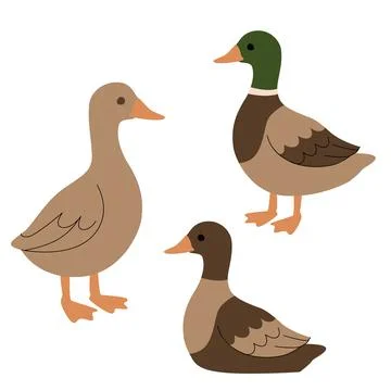 Flat illustration of three ducks in various shades of brown and green, shown in Stock Illustration