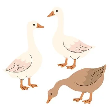 Flat illustration of three geese in different poses and colors. Minimal cartoon Illustrazione stock