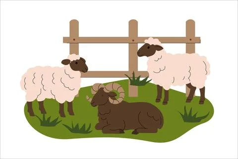 Flat illustration of two fluffy sheep and a resting ram on green grass near a Stock Illustration