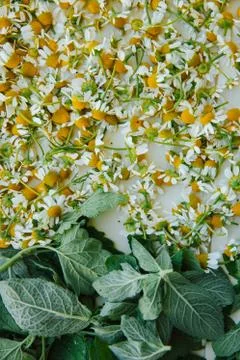 Flat image of meadow chamomile flowers and green mint leaves on a white tray. Stock Photos