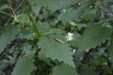 Flat insect with wings on green leaf Stock Photos