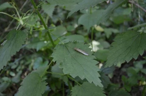 Flat insect with wings on green leaf Stock Photos