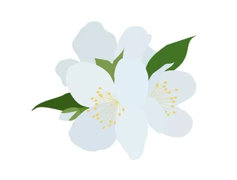 Flat jasmin flower. Stock Illustration