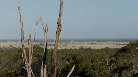 Flat Landscape Dry Horizon, dead tree, Australia Victoria, You Yangs Stock Footage 227406477