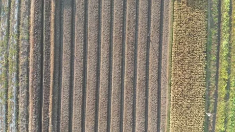 Flat lay aerial landscape over paddy field 库存影片 158466700