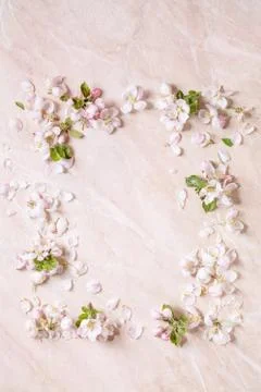 Flat lay apple blooming Stock Photos