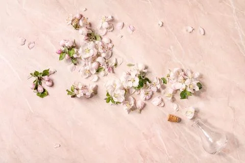 Flat lay apple blooming Stock Photos