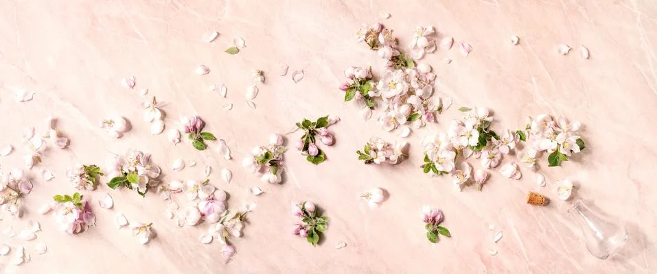 Flat lay apple blooming Stock Photos