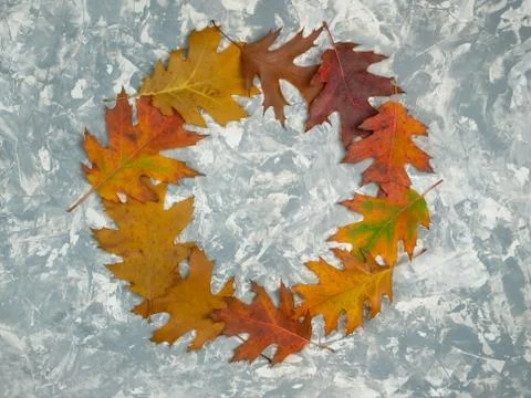 Flat lay autumn composition. Circle frame made of autumn leaves on pastel gre Stock Photos