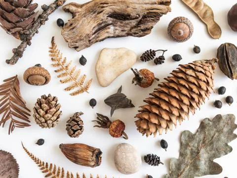 Flat lay autumn composition. Natural pattern of various fall forest materials Stock Photos