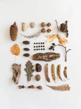 Flat lay autumn composition of various autumn forest materials. Stock Photos