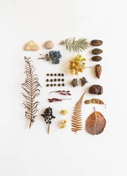 Flat lay autumn composition of various autumn forest materials. Stock Photos