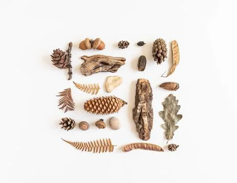 Flat lay autumn composition of various autumn forest materials. Stock Photos