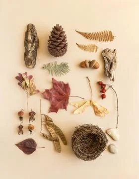 Flat lay autumn composition various nature mfterials Stock Photos