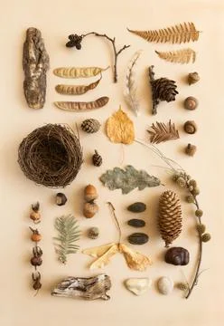 Flat lay autumn composition various nature mfterials Stock Photos