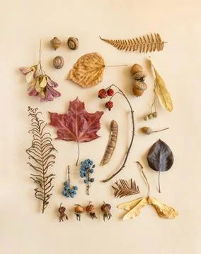 Flat lay autumn composition various nature mfterials Stock Photos