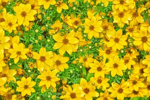 Flat lay background from a bed of spring garden yellow flowers Stock Photos