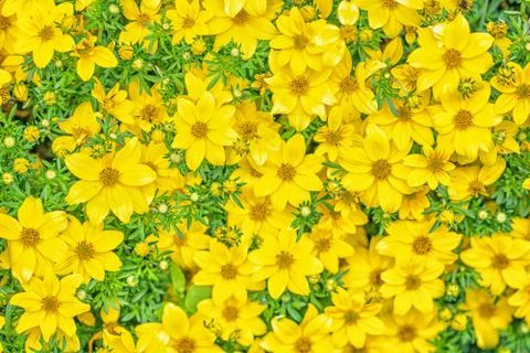 Flat lay background from a bed of spring garden yellow flowers Stock Photos
