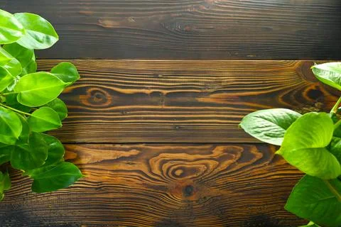 A flat lay background featuring lush green leaves framing a rustic dark woo.. Stock Photos