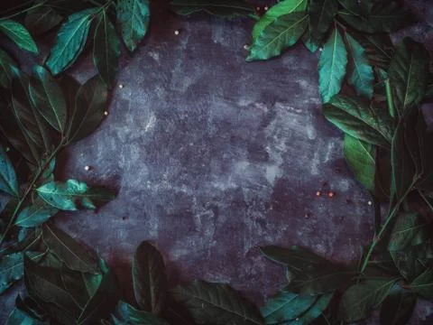 Flat lay background with fresh laurus leaves on black grunge background Stock Photos