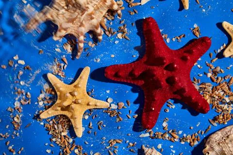 Flat lay background with starfish, seashells on blue water texture with sunli Stock Photos
