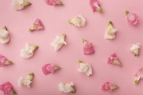 Flat lay beautiful composition flowers Stock Photos