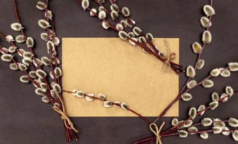 Flat lay blank brown craft paper and branches of Pussy willow Mockup Easter b Stock Photos