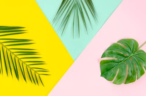 Flat lay border arrangement with Phoenix and Monstera palm leaves on pop Stock Photos