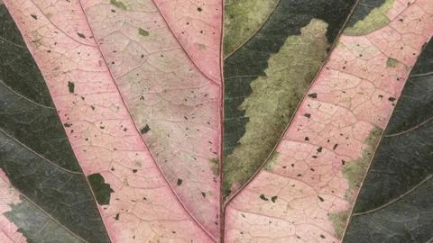 Flat lay colored autumn leaf pattern Foto stock