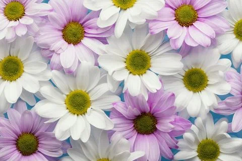 Flat lay colorful spring daisies. High quality beautiful photo concept Stock Photos