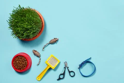 Flat lay composition with accessories for a cat on a blue background. Pet care. Stock Photos