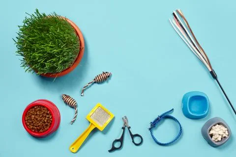 Flat lay composition with accessories for a cat on a blue background. Pet care. Stock Photos