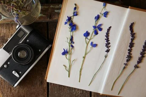 Flat lay composition with beautiful dried flowers and vintage camera on woode Foto stock