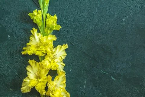 Flat lay composition with beautiful gladiolus flowers on dark green concrete  Stock Photos
