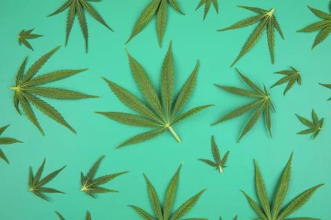 Flat lay composition, cbd, Cannabis leaves with marijuana Stock Photos
